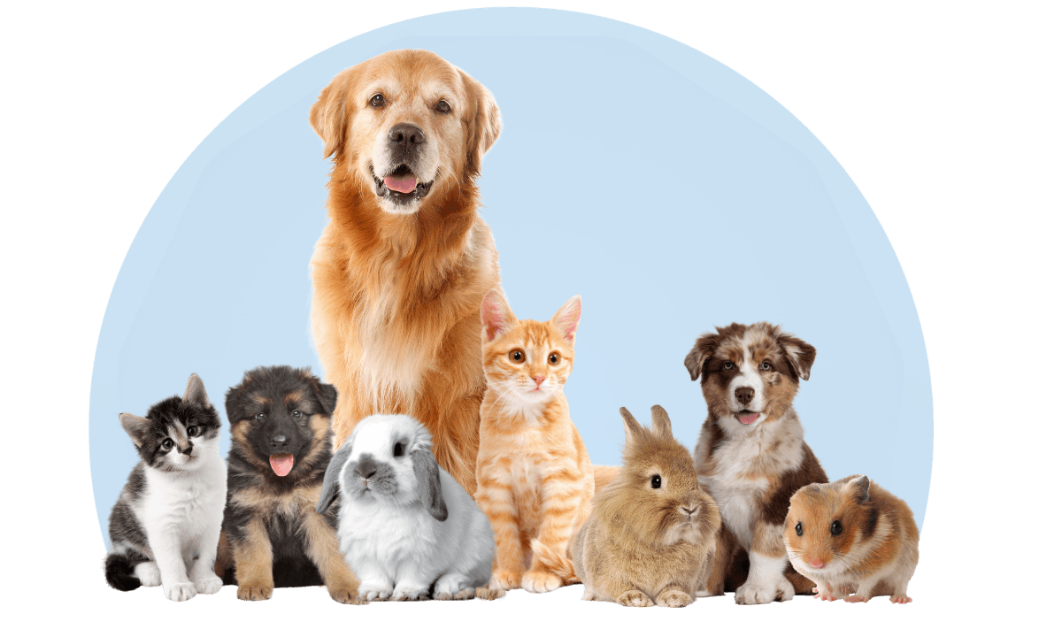 Wag N Wander clinic