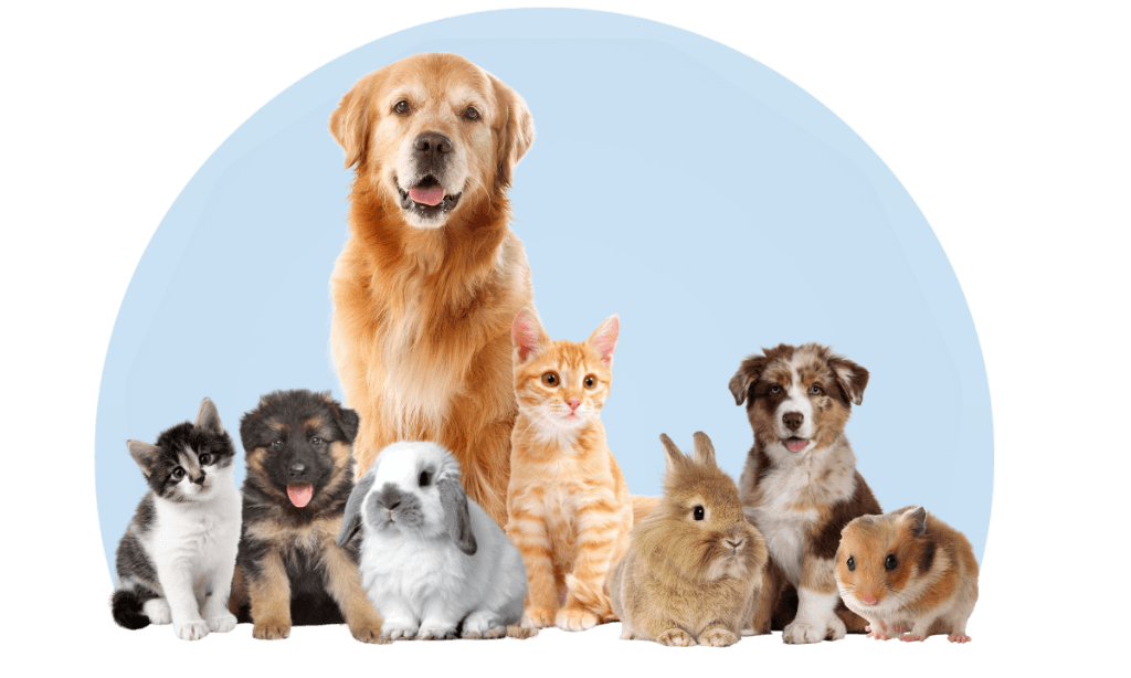 Happy pets at Wag N Wander Wellness